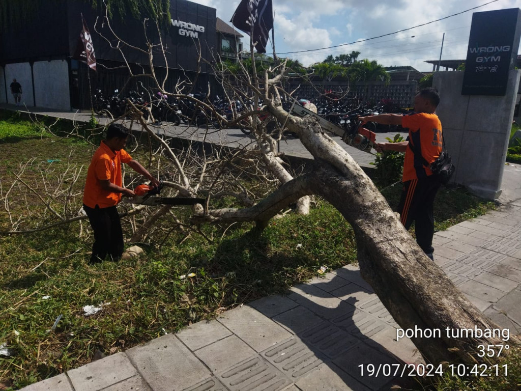 Pohon Tumbang di Banjar Kangkang, Desa Pererenan, Kecamatan Mengwi Tanggal 19 Juli 2024